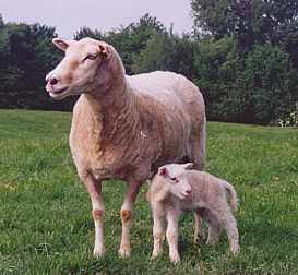 Mutterschaf und Mini.jpg (11752 Byte)